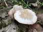 Korai porhanyósgomba (Psathyrella spadiceogrisea), Vértes